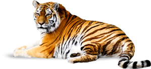 tiger_PNG550